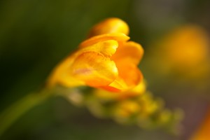 Freesia Flower